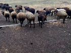Овцы Бараны ягнята