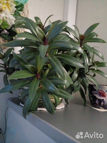 Комнатные растения Рэо, отростки