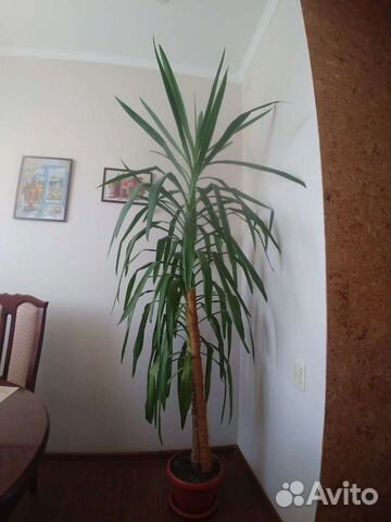 Пальма юкка