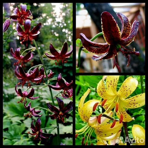 Лилии мартагон