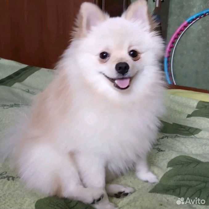 Питомцы рославля