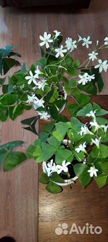 Кислица комнатная (оксалис зеленая)