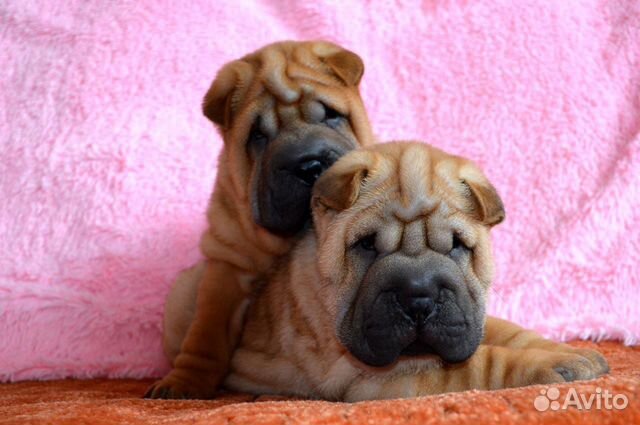 Собаки целоваки