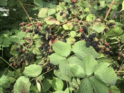 Саженцы ежевики