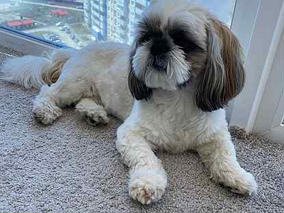 Щенок ши тцу 4 месяца. Ши-тцу. Ши тцу мини. Метис ши тцу и йорка. Собака шитцу маска в золоте.