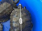 Красноухая черепаха с бассейном объявление продам