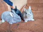 Кролики 1,5 месяца объявление продам