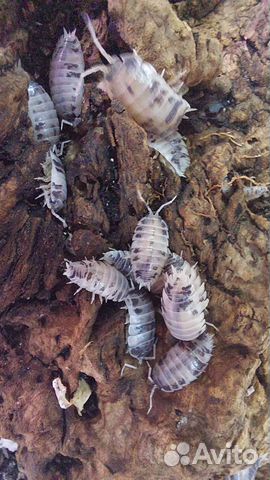 Изоподы декоративные мокрицы