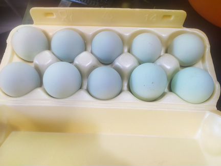 Ухейилюй инкубационное яйцо