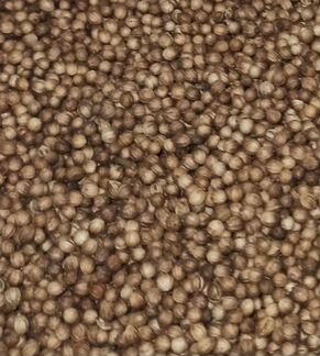 Кориандр (кинза)