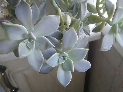 Каменная роза, скуленты