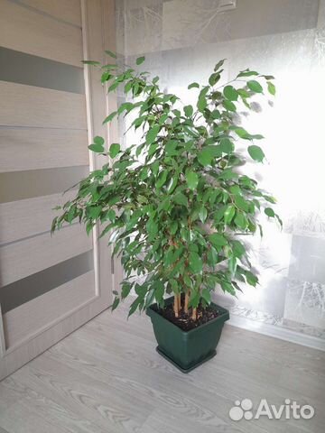 Фикус Бенджамина Даниель