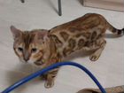 Бенгальский кот на вязку объявление продам