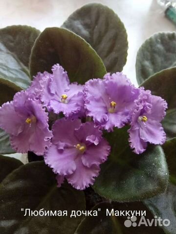 Фиалки сортовые