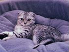 Вязка Шотландская вислоухая кошка объявление продам