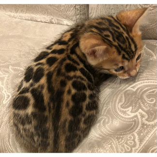 Малыши с рисунком леопарда