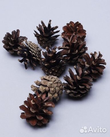Сосновые шишки