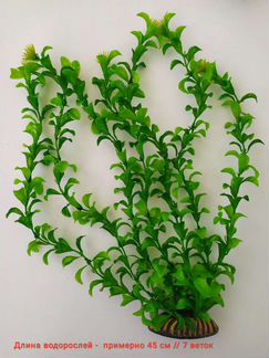 Водоросли для аквариума