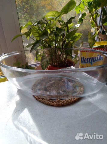 Миска стекло