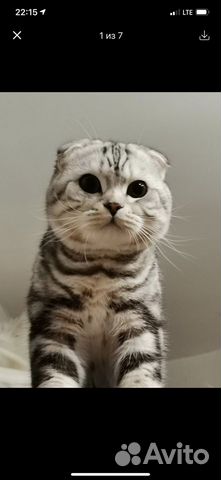 Шотландский золотой кот вязка