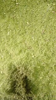 Хвойная мука