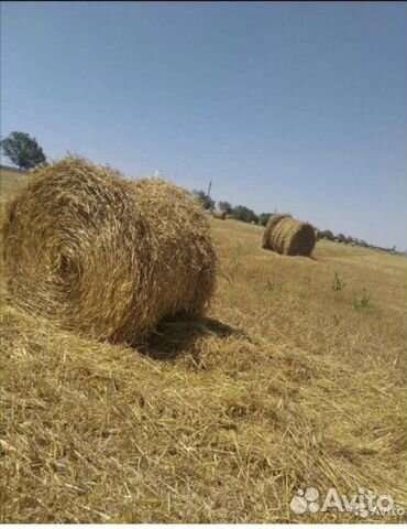 Солома овсяная и пшеничная доставка