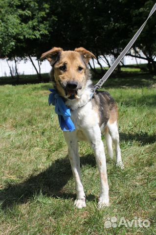 Особенная собака ищет дом