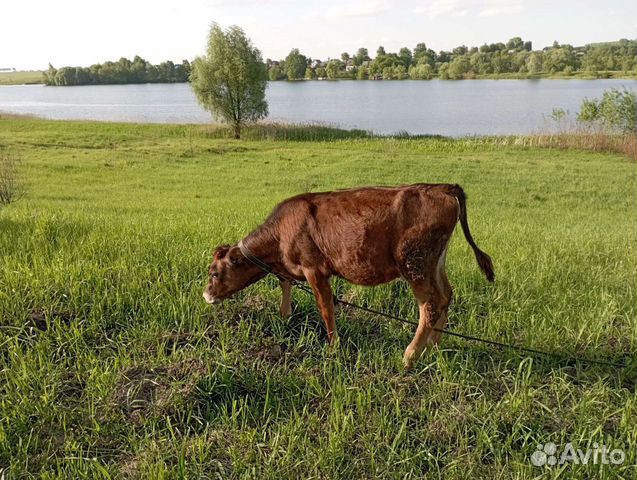 Займы на тульской области