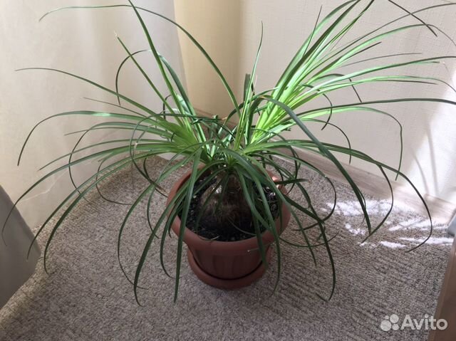 Бокарнея нолина