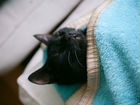 Боня -чудесный черный-черный котенок 3,5 мес в дар объявление продам