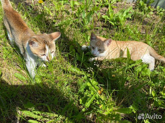 Котята в добрые руки бесплатно