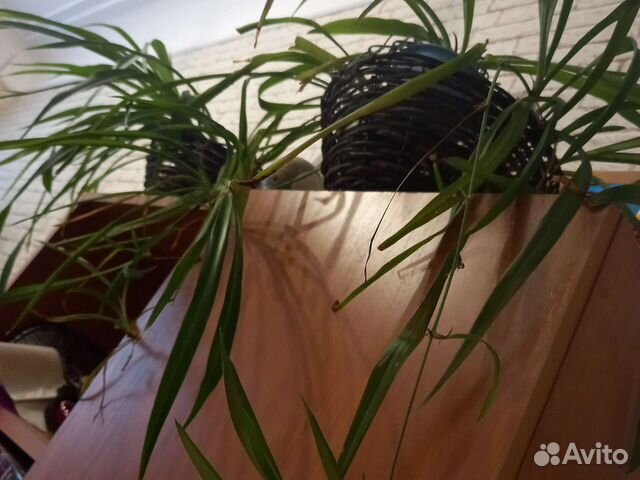 Комнатные растения, цветы