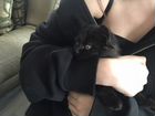 Черный пушистый котенок объявление продам