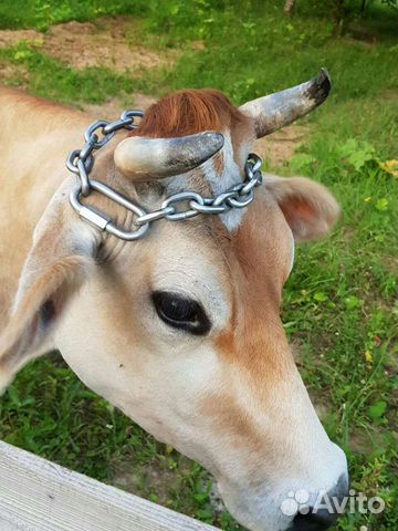 Молоко коров породы джерси