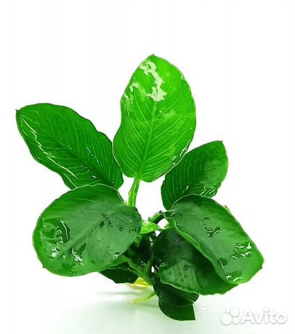 Анубиас нана