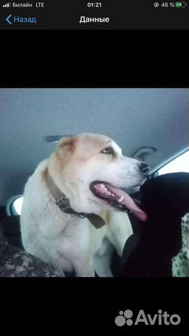 Вязка Алабай(сао)