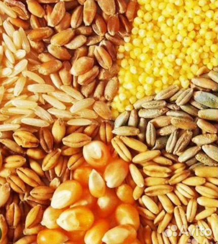 Ячмень,пшеница,кукуруза