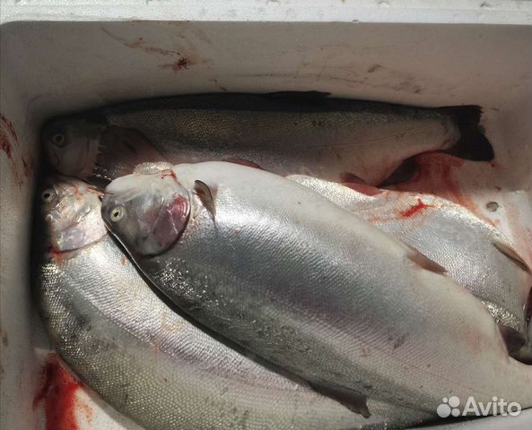 Свежая форель, икра форели