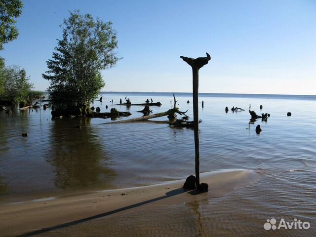 Коряга, ствол дерева