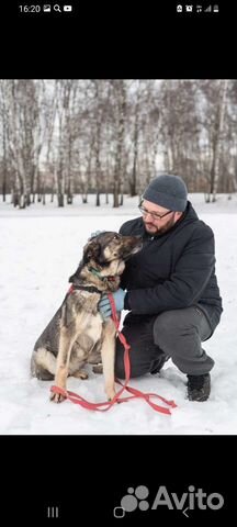 Собака ждёт хозяина в приюте