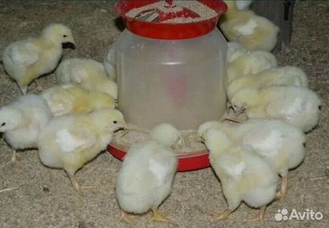 Цыплята бройлеры кобб 500.кобб 700. Росс 308