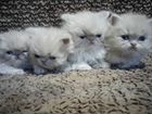 Персидские чистокровные котятки