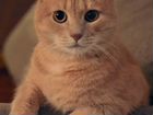 Стерелизованая Кошка персиковая объявление продам