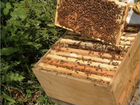Пчелы и домики объявление продам