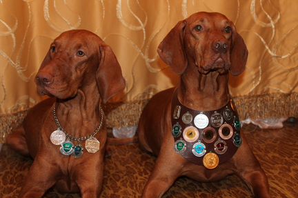 Дрессировка собак всех пород, опытный кинолог