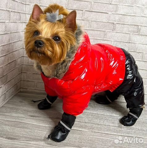 Большой выбор одежды для собак и кошек