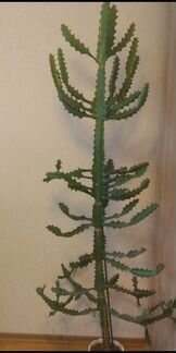 Кактус детки