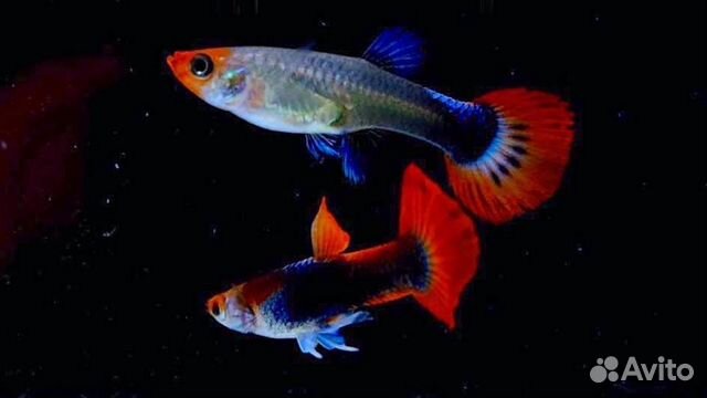 Гуппи Ред Тукседо Кои