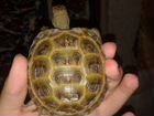 Черепаха сухопутная (молодняк) объявление продам