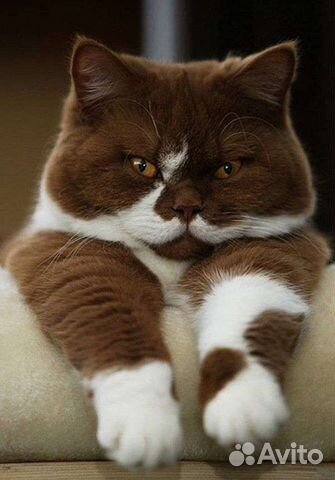 Передержка кошек на время отпуска